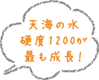 天海の水 硬度1200が 最も成長!